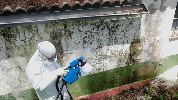 Mold Removal service in Boston